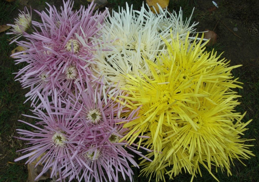 Crisantemos spider de colores