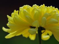 Crisantemo HD